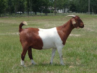 Crossboer