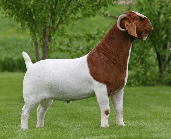 Boer